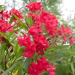 בית נופש Eco Mezzanine Wifi Stationnement Rue Gratuit Terrasse Dans Jardin